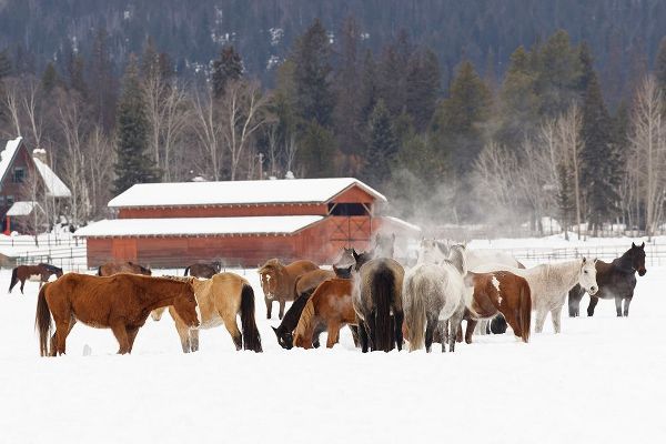 Rodeo horses running during winter roundup-Kalispell-Montana